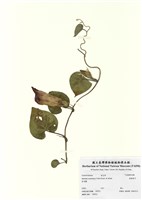 藏品(銳葉牽牛)的圖片